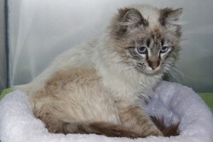 Picture of Sweetie