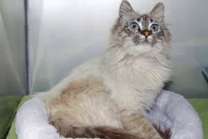 Picture of Sweetie