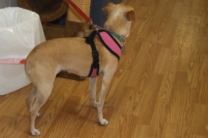 Picture of Tilly