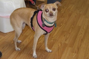 Picture of Tilly