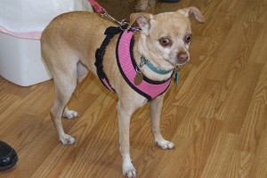 Picture of Tilly