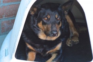 Picture of Timara