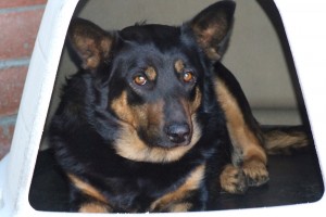 Picture of Timara
