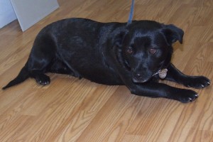 Picture of Annie