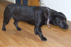 Picture of Annie