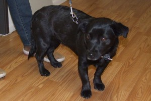 Picture of Annie