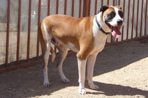 Picture of Bubba