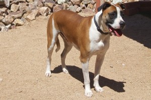 Picture of Bubba