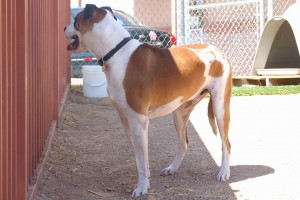 Picture of Bubba