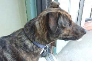 Picture of Bucky