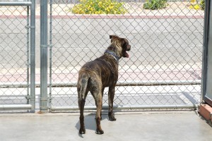 Picture of Bucky