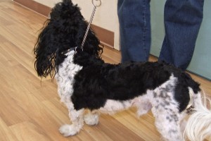 Picture of Checkers