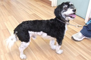 Picture of Checkers