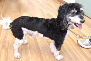 Picture of Checkers