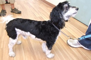 Picture of Checkers