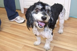 Picture of Checkers