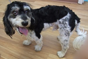 Picture of Checkers