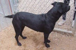 Picture of Cookie