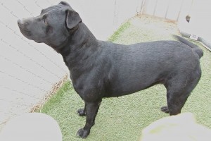 Picture of Cookie