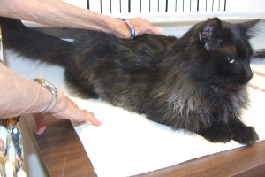Picture of DaVinci