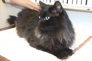 Picture of DaVinci