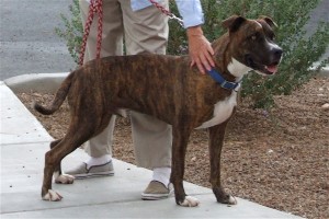 Picture of Dutch