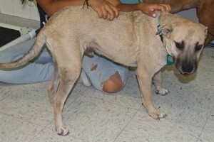 Picture of Gingersnap