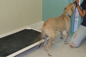 Picture of Gingersnap