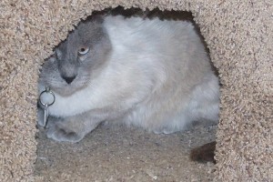 Picture of Jacks