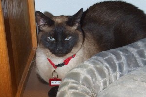 Picture of KoKoa
