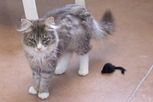Picture of Luna