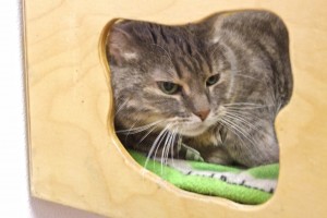 Picture of Laila