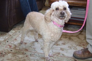 Picture of Lily