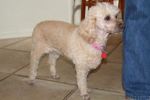 Picture of Lily