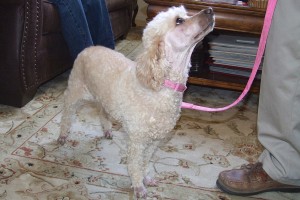Picture of Lily