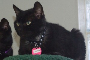Picture of Little Boy