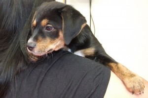 Picture of Little Joe