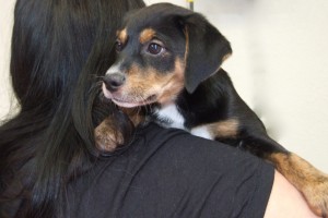 Picture of Little Joe