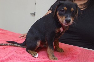 Picture of Little Joe