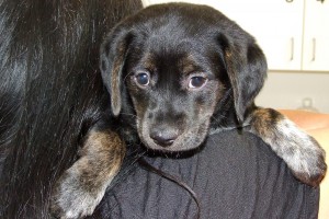 Picture of Little Lucy