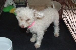 Picture of Milly