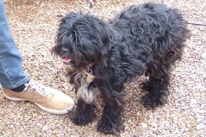 Picture of Pebbles