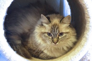 Picture of Princess