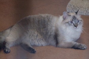 Picture of Princess