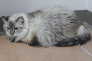 Picture of Princess