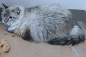 Picture of Princess