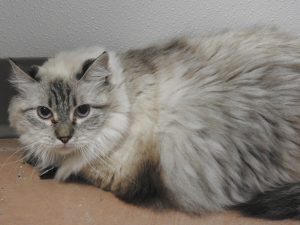 Picture of Princess