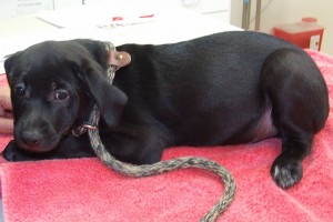 Picture of Rambler