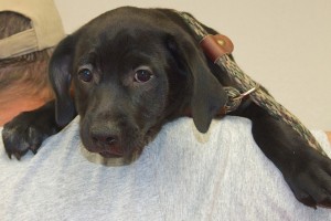 Picture of Rambler
