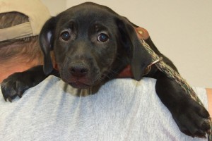 Picture of Rambler